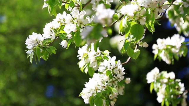 blossoming pear tree in spring day