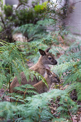 Wallaby and Joey in the bush
