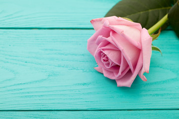 Obraz premium Pink rose on blue wooden background. Macro and selective focus
