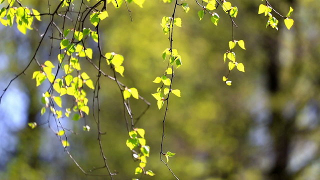 Birch branches with green leaves lit with a bright sun