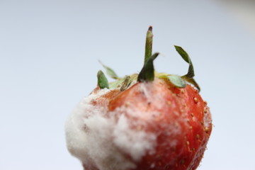 A Moldy Strawberry