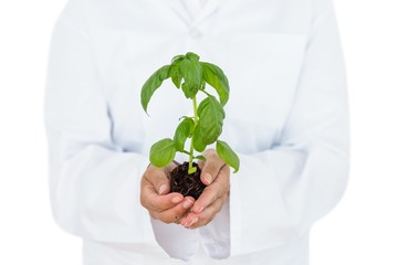 Scientist holding basil plant