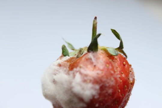 A Moldy Strawberry