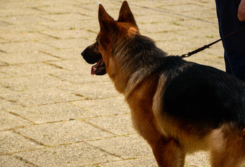 German Shepherd with his owner
