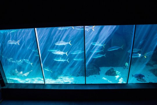 Darkest room with a fish tank 