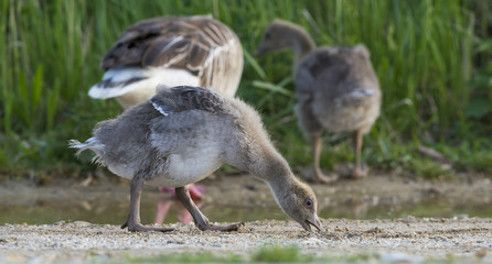 geese (Anser anser) - Lake Neusiedl