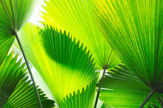 Fototapeta beautiful arrangement of tropical palms