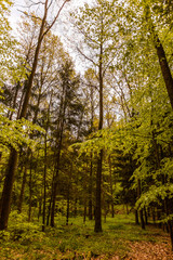 Obraz premium Wald im Frühling