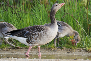 geese (Anser anser) - Lake Neusiedl