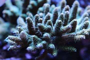Coral Photography