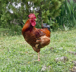 Red rooster