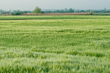 Obraz premium Barley (Hordeum vulgare)
