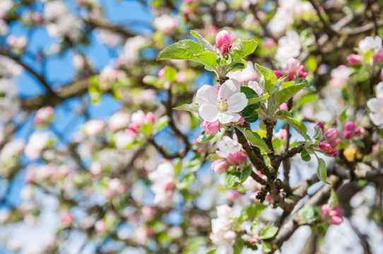 Fototapeta Closeup of flowering crabapple tree