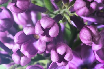 lilac buds