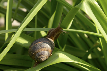 Snail on green leaves 