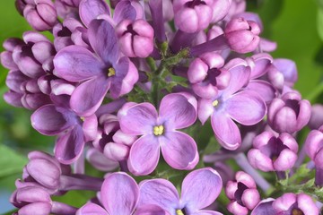 lilac buds