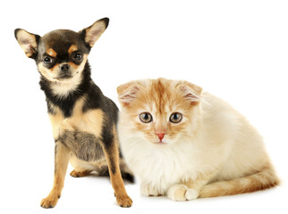 Cute pets isolated on white
