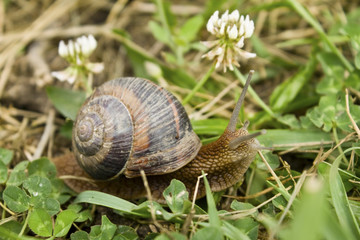 Snail on green garden