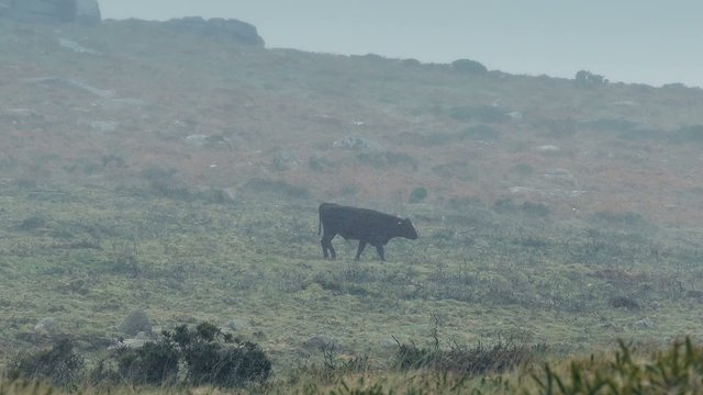 Cow Walks Through Barren Landscape In Storm