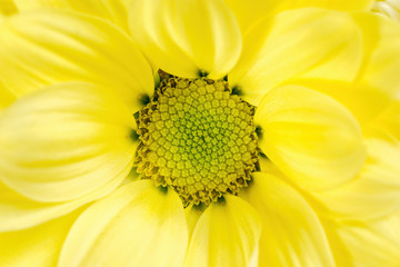 The yellow chrysanthemum flower, closeup, macro