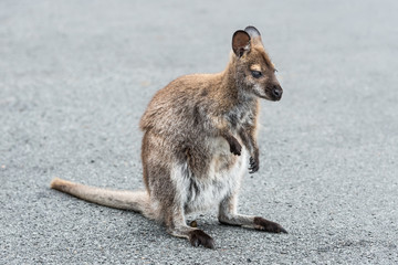 Bennetts Wallaby