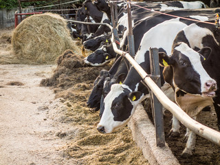 Kühe im Stall