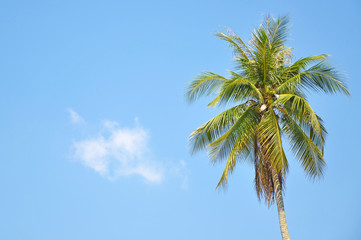 Coconut Tree Under Blue Sky With Copy Space Area