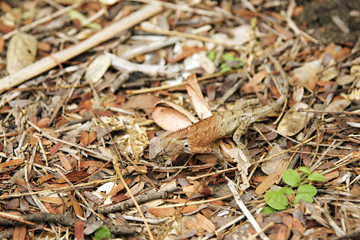 Reptile on the grass and leaves  