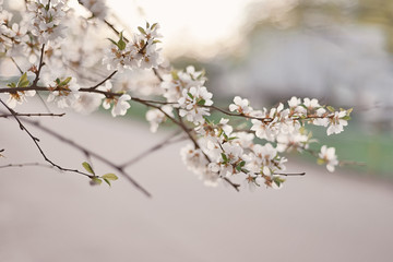 Obraz premium Cherry blossom