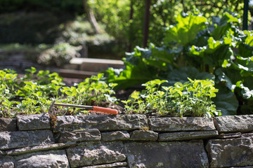 gardening background