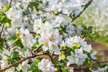Flowering branch of apple-tree in the spring garden