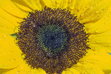Macro di un girasole