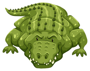 Crocodile
