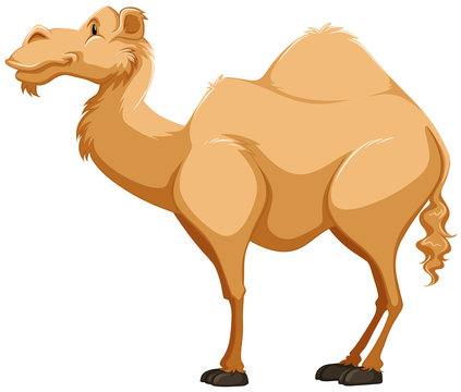 Camel