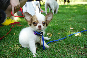 Very tiny chihuahua sitting on the grass
