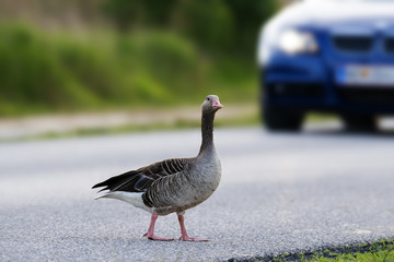 goose on the road - risk of collision with a car