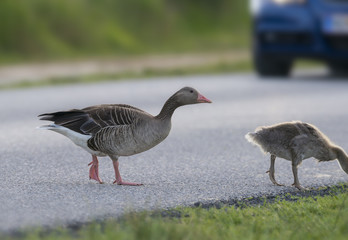 geese on the road - risk of collision with a car