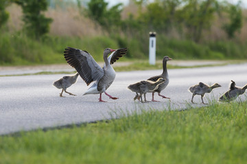 geese on the road - risk of collision with a car