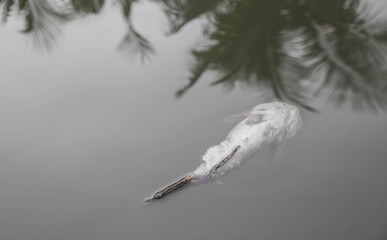 dead fish floated in the dark water, water pollution