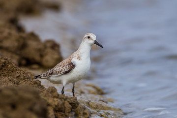 Close up of Red-necked stint (Calidris ruficollis) 