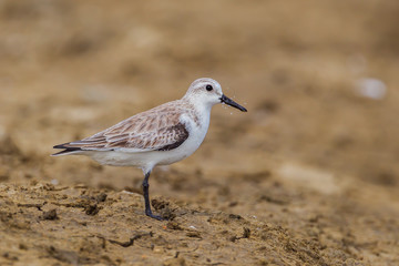 Side view of  Red-necked stint (Calidris ruficollis) 