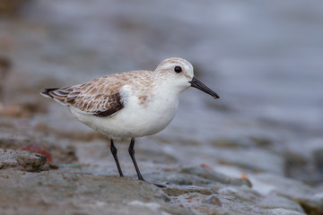 Close up of Red-necked stint (Calidris ruficollis) 