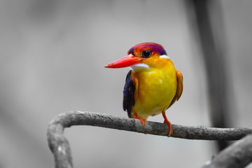 Close up of Oriental dwarf kingfisher (Ceyx erithaca) 