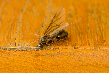 ant with wing (male ant)