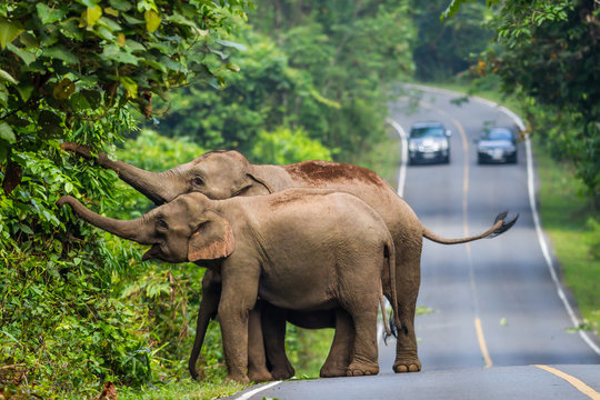 Fototapeta Wild elephant in Khaoyai National Park,Thailand