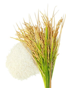 Rice's grains,Ear of rice isolate on white background.