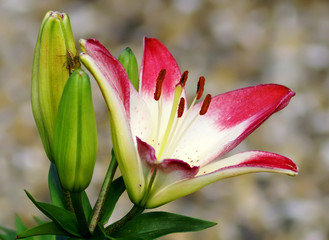  Lily flower close-up in spring season
