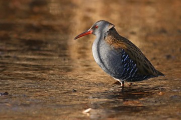 Water rail in its natural habitat