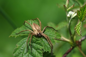 Spider on a green leaf