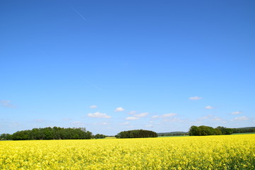 gelbe Felder blauer Himmel